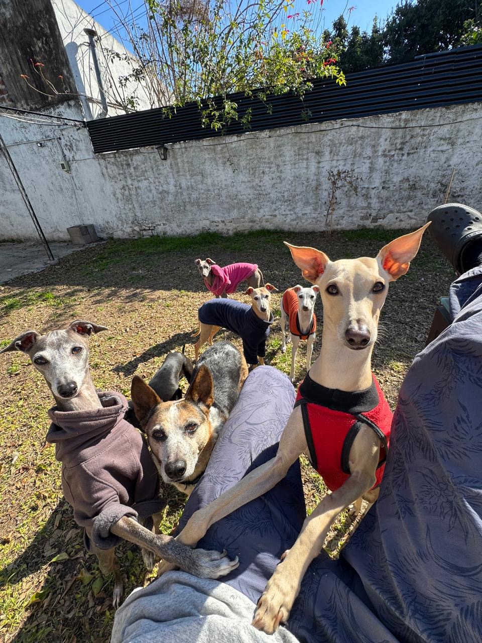 Guada.vet  Guardería con veterinaria 24hs para cuidar a tu compañero de 4 patas. SIN CANILES ?? Guadalupe Castro